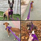 Truelove Reflective No-Pull Leash