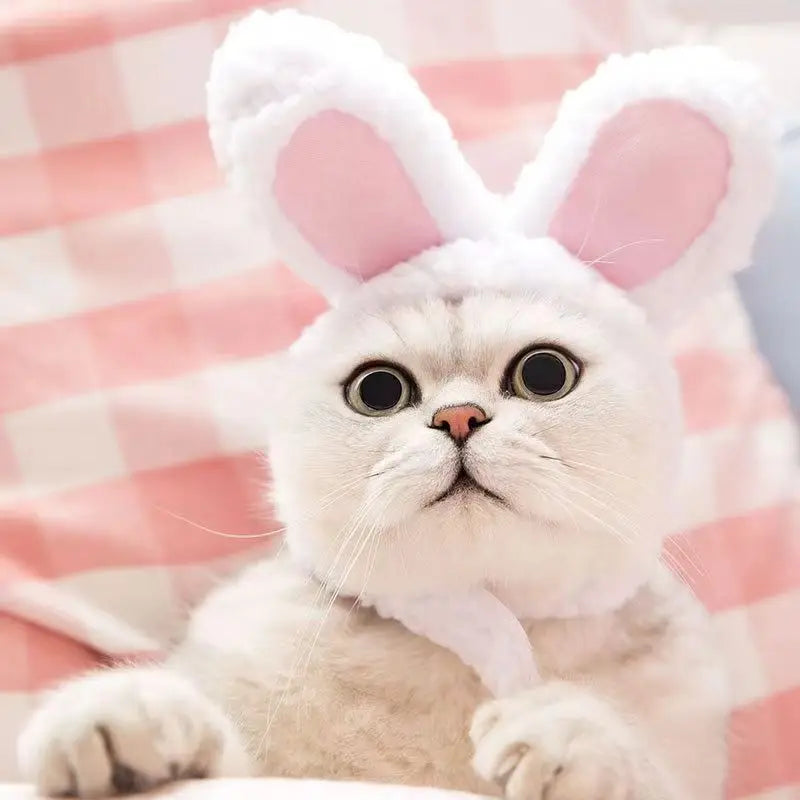 Plush Bear & Bunny Ear Pet Hat