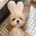 Plush Bear & Bunny Ear Pet Hat