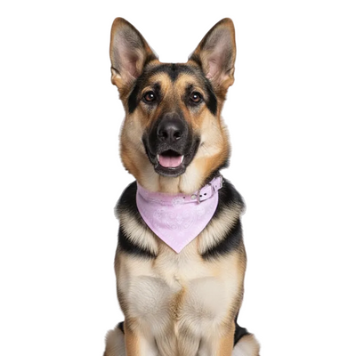 Bandana Pet Collar