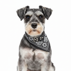 Bandana Pet Collar