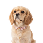 Pearl & Crystal Pet Collar for Small Dogs & Cats