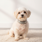 Rhinestone Leather Pet Collar